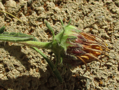Hirpicium