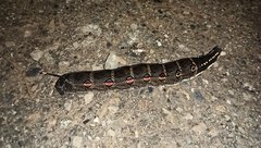 Theretra oldenlandiae