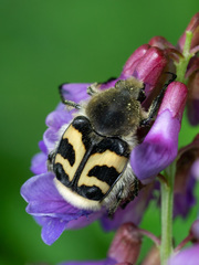 Trichius fasciatus