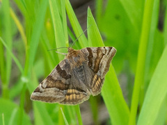 Euclidia glyphica