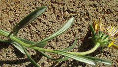 Hirpicium