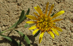 Hirpicium