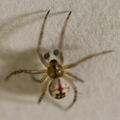 Mangora acalypha
