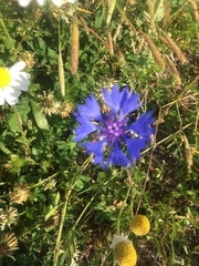 Centaurea cyanus