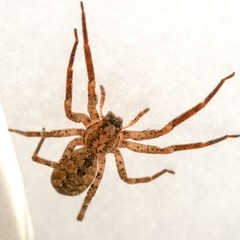 Zoropsis spinimana