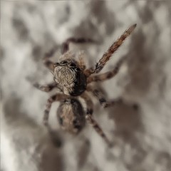 Pseudeuophrys lanigera