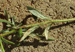 Hirpicium