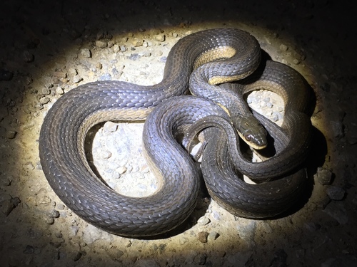 Graham's Crawfish Snake