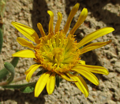 Hirpicium