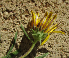 Hirpicium
