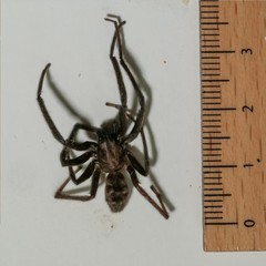 Segestria florentina