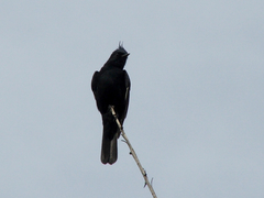 Knipolegus lophotes