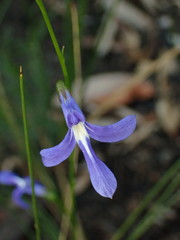 Lobelia dentata