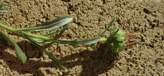 Hirpicium