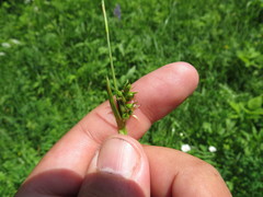 Carex michelii