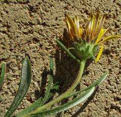 Hirpicium