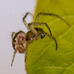 Mangora acalypha