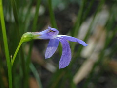 Lobelia dentata