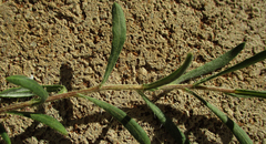 Hirpicium