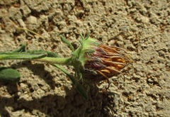 Hirpicium