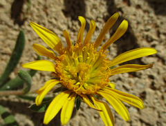 Hirpicium