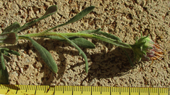 Hirpicium