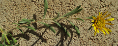 Hirpicium