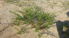 Artemisia arenaria