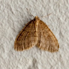 Operophtera brumata