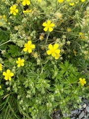 Potentilla argentea