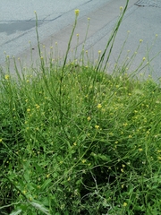Sisymbrium officinale