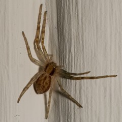 Philodromus
