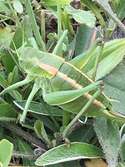 Polysarcus denticauda