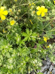 Potentilla argentea
