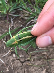 Polysarcus denticauda