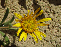 Hirpicium