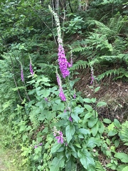 Digitalis purpurea