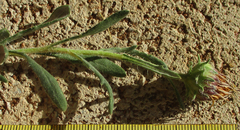 Hirpicium