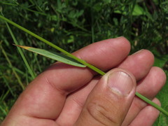 Helictochloa hookeri schelliana
