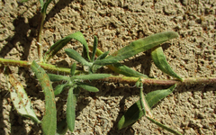 Hirpicium