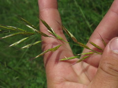 Helictochloa hookeri schelliana