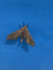 Marumba cristata bukaiana