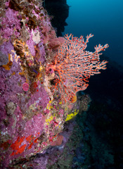 Melithaea