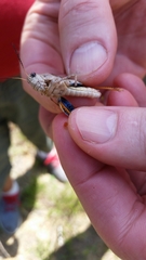 Pardalophora phoenicoptera