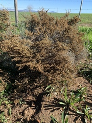Seriphium cinereum
