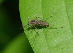 Aedes grossbecki