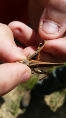 Pardalophora phoenicoptera