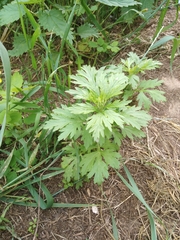 Artemisia vulgaris