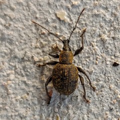 Otiorhynchus