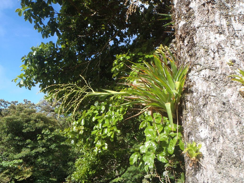 Catopsis paniculata
